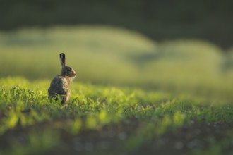 European brown hare (Lepus europaeus) adult animal in a farmland maize field in summer, Norfolk,