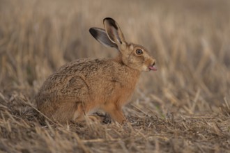 European brown hare (Lepus europaeus) adult animal humorous funny sticking its tongue out in a
