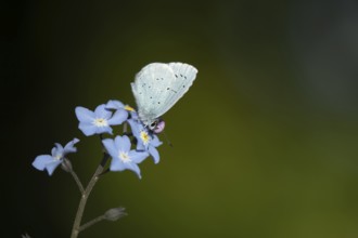 Holly blue butterfly (Celastrina argiolus) adult insect feeding on garden Forget-me-not flowers in