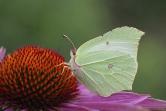 Brimstone butterfly (Gonepteryx rhamni) adult male insect feeding on a Coneflower (Echinacea spp)