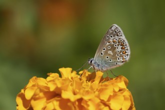 Common blue butterfly (Polyommatus icarus) adult insect feeding on a garden French marigold flower