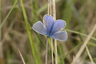 Adonis blue butterfly (Polyommatus bellargus) adult male insect resting on a grass leaf in spring,