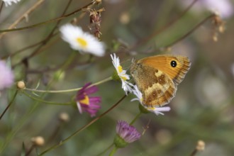 Gatekeeper butterfly (Pyronia tithonus) adult insect feeding on garden Mexican fleabane flowers in