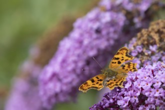 Comma butterfly (Polygonia c-album) adult insect feeding on garden Buddjela flowers in summer,