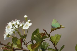 Green hairstreak butterfly (Callophrys rubi) adult insect resting on a Hawthorn tree leaf in