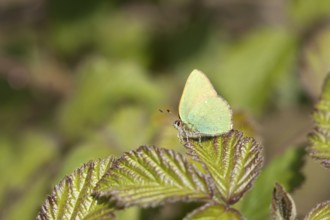 Green hairstreak butterfly (Callophrys rubi) adult insect on a bramble plant leaf in spring,