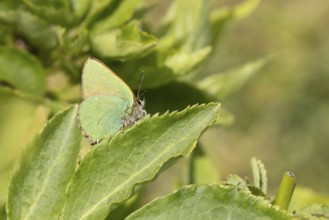 Green hairstreak butterfly (Callophrys rubi) adult insect on a plant leaf in spring, Suffolk,