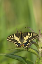 English swallowtail butterfly (Papilio machaon) adult insect resting on a plant leaf in summer,