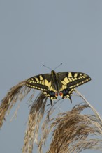 English swallowtail butterfly (Papilio machaon) adult insect resting on a Common reed plant