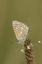 Common blue butterfly (Polyommatus icarus) adult insect resting on a Ribwort plantain flower in