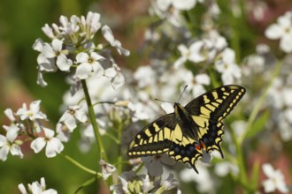 English swallowtail butterfly (Papilio machaon) adult insect feeding on white garden flowers in
