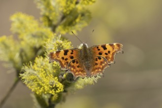 Comma butterfly (Polygonia c-album) adult insect feeding on Goat or Pussy willow (Salix caprea)
