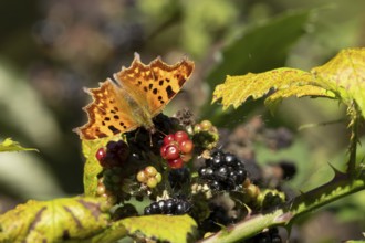 Comma butterfly (Polygonia c-album) adult insect feeding on blackberries fruit in summer, Suffolk,