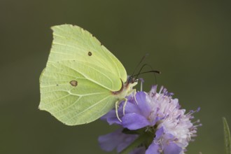 Brimstone butterfly (Gonepteryx rhamni) adult male insect feeding on a Field scabious flower in