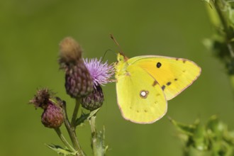 Clouded yellow butterfly (Colias croceus) adult insect feeding on a Creeping thistle flower in