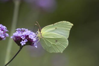 Brimstone butterfly (Gonepteryx rhamni) adult insect feeding on a garden Verbena flower in summer,