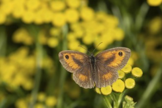 Gatekeeper butterfly (Pyronia tithonus) adult insect feeding on garden Tansy herb flowers in