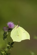 Brimstone butterfly (Gonepteryx rhamni) adult male insect feeding on a Creeping thistle flower in