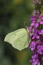 Brimstone butterfly (Gonepteryx rhamni) adult male insect feeding on a Purple loosestrife flower in