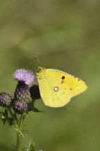 Clouded yellow butterfly (Colias croceus) adult insect feeding on a Creeping thistle flower in
