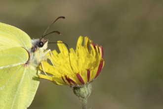 Brimstone butterfly (Gonepteryx rhamni) adult male insect feeding on a Hawksbit flower in spring,
