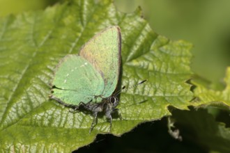 Green hairstreak butterfly (Callophrys rubi) adult insect on a tree leaf in spring, Suffolk,