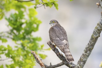 Sparrowhawk (Accipiter nisus) Germany