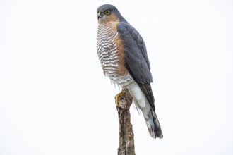 Sparrowhawk (Accipiter nisus) Terzel Germany