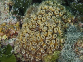 Dense, yellow lawn coral with green algae and small marine animals in between. Muzil Dive Site,