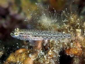 Small spotted fish, Sarato's goby (Gobius fallax), among algae and marine growth. Dive site House