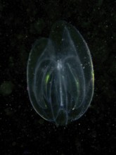 A transparent ribbed jellyfish, sea walnut (Mnemiopsis leidyi) shimmers in the dark water with fine