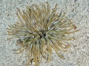 Long tentacles of a sand gold rose (Condylactis aurantiaca) spread out on a sandy substrate. Dive