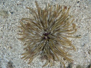 Brown sand gold rose (Condylactis aurantiaca) with long tentacles on a sandy seabed. Dive site