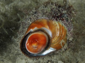 Orange red turban snail (Bolma rugosa) with detailed texture on the bottom. Dive site House Reef,