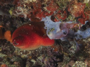 Vividly coloured red sea squirt (Halocyntia papillosa) in red and sea sponge in blue in a reef.