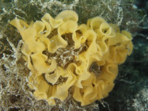 Curved yellow spawn of red-brown leatherback snail (Platydoris argo) . Dive site Muzil, Stoja,