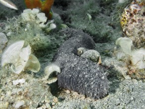 An Orange-footed sea cucumber (Holothuria tubulosa) lies between algae and grey stones. Dive site