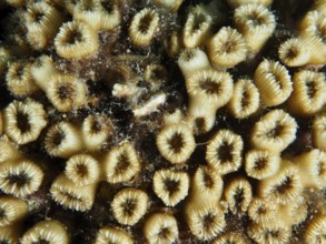 Close-up of yellow grass coral (Cladocora caespitosa) with ring-shaped structures and small algae.