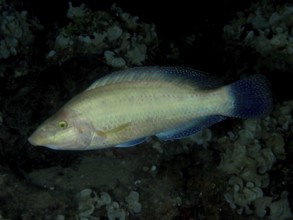 A bluish shimmering peacock wrasse (Symphodus tinca) swims near the seabed at night. Dive site