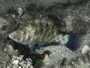A peacock wrasse (Symphodus tinca) lies on the sandy seabed, surrounded by algae. Dive site House