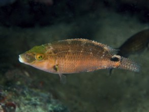 A brown-green Mediterranean wrasse (Symphodus mediterraneus) swims alone at depth above the seabed.