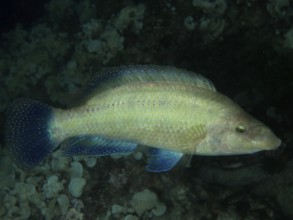 A yellowish fish with light blue fins, peacock wrasse (Symphodus tinca), swims through dark sea