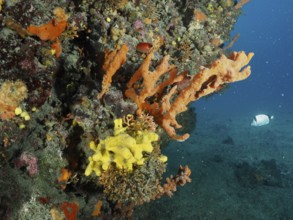 Colourful sea sponges in orange Mediterranean antler sponge (Axinella cannabina), antler sponge,