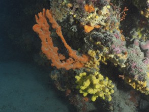 A bright mixture of orange and yellow sea sponges, Mediterranean antler sponge (Axinella