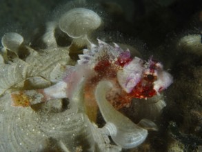 A colourful fish with colourful patterns, Mediterranean scorpionfish (Scorpaena scrofa), rests on