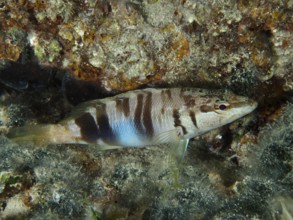 Scorpionfish (Serranus scriba) well camouflaged in a densely overgrown reef. Dive site House Reef,