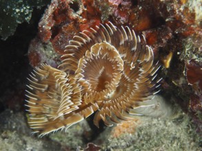 Brown feather worm with spiral tentacles, screw table (Sabella spallanzanii), in coral reef. Dive