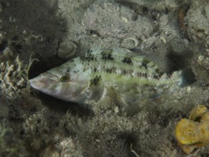 A camouflaged peacock wrasse (Symphodus tinca) lies on the sandy bottom and barely stands out from