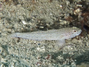Small spotted fish, Sarato's goby (Gobius fallax), resting motionless on a sandy bottom. Dive site