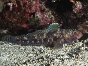 Fish with colourful fins, redmouth goby (Gobius cruentatus), resting near a reef wall. Dive site